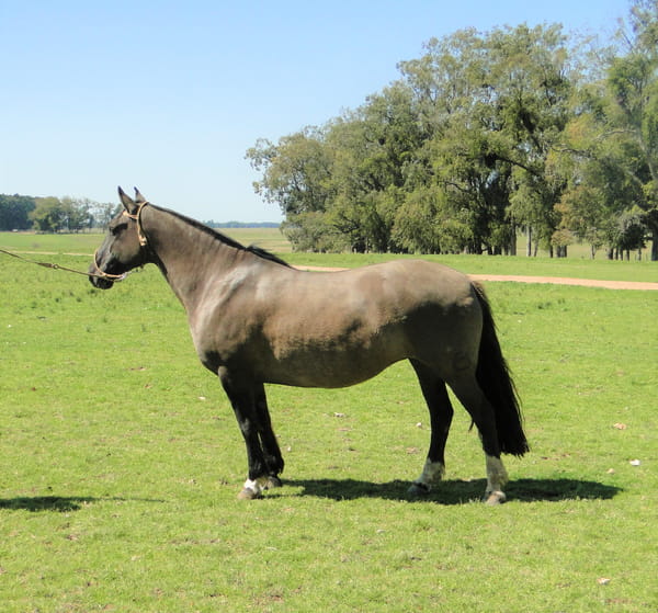 Lote Criollo da Fronteira Cañada Escofina RP: 247