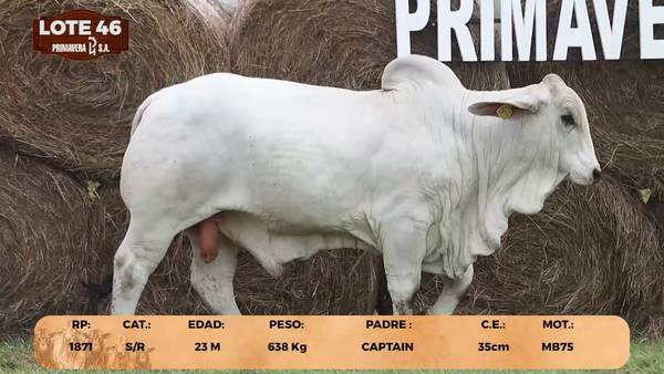 Lote LOTE 46