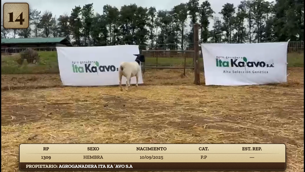 Lote LOTE 14