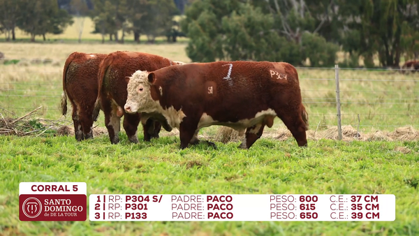 Lote Toros de Lote