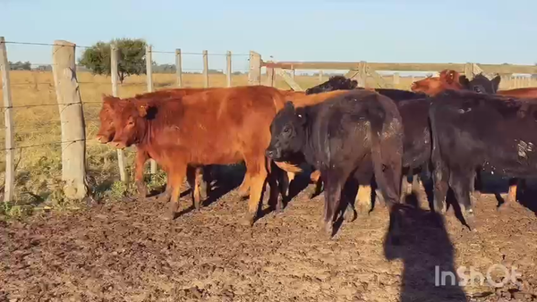 Lote 26 Terneras