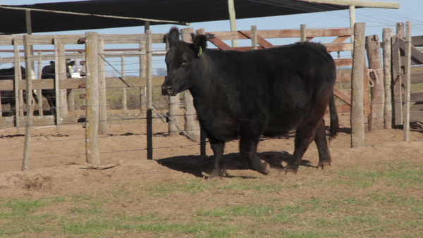 Lote VACAS PURAS DE PEDIGREE