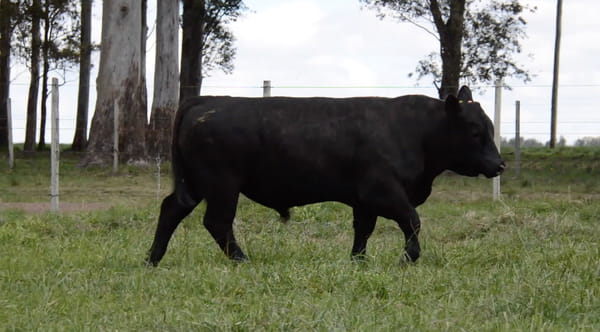 Lote ABERDEEN ANGUS PEDREGREE