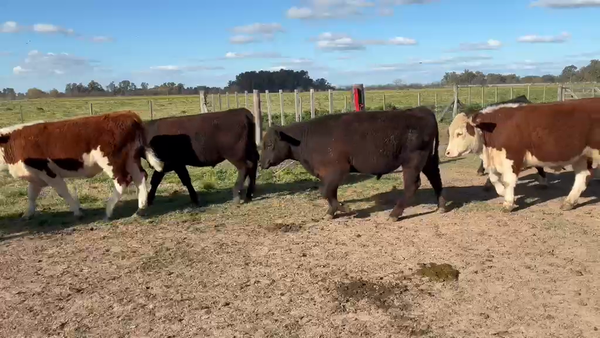 Lote 60 Novillitos y vaquillonas