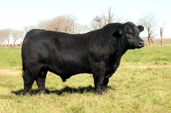 Lote Toros PP Destacados