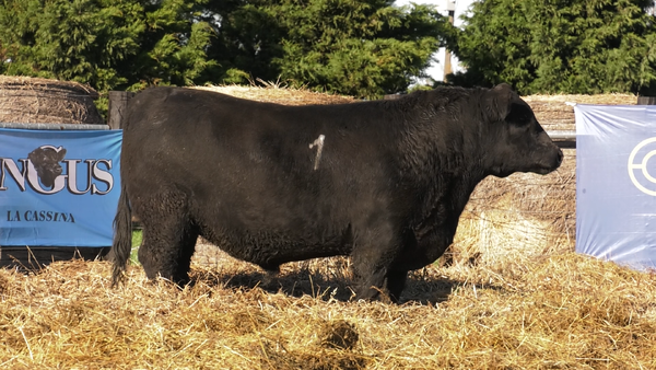 Lote TOROS ANGUS PURO CONTROLADO