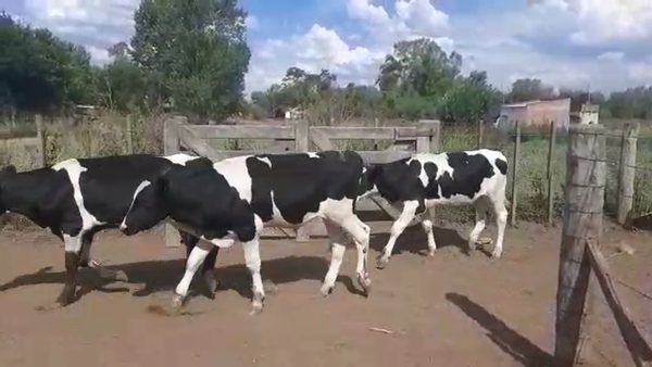 Lote 70 Terneros en Gral. Belgrano, Buenos Aires