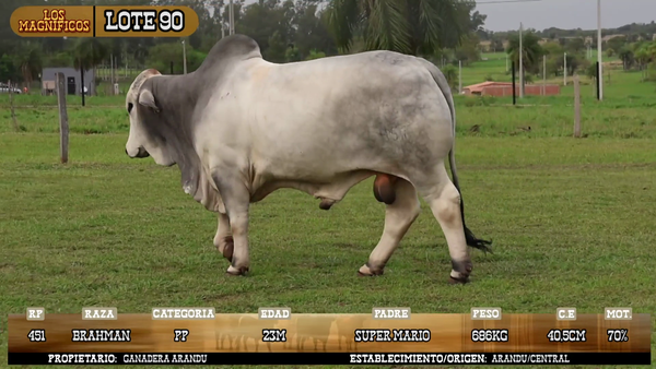 Lote LOTE 90