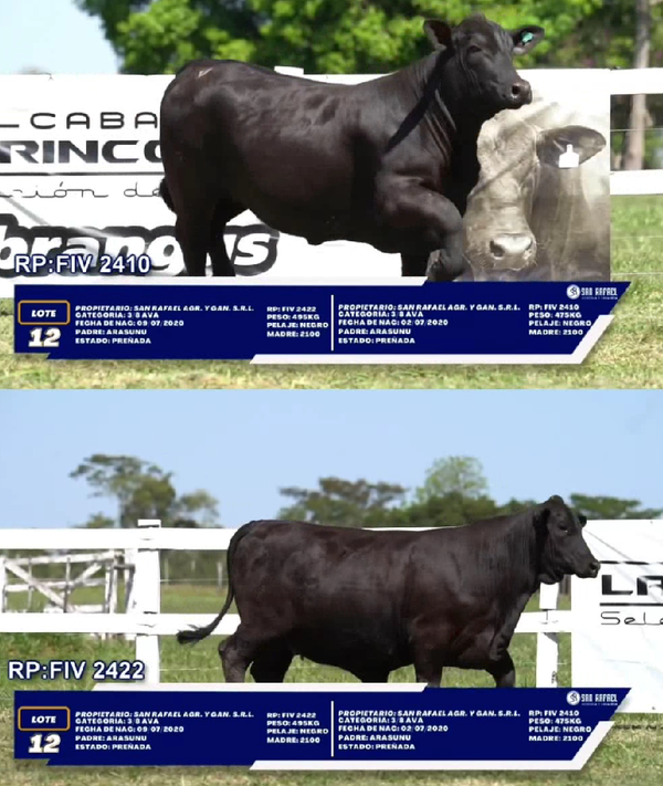 Lote LOTE 12 - DUO