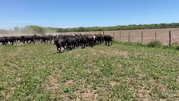 Lote 85 Novillitos en Ibarreta, Formosa