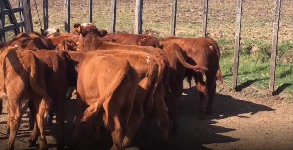 Lote 17 Terneras en Canelones