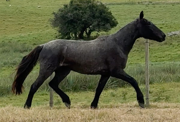 Lote DIVA EL TACUARAL