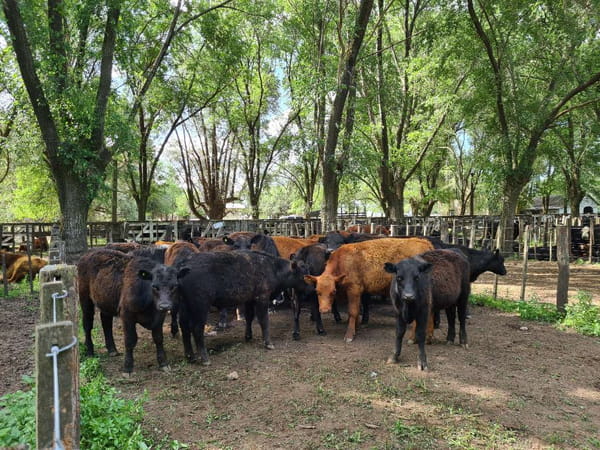 Lote 32 Novillitos en Gral. Lamadrid, Buenos Aires