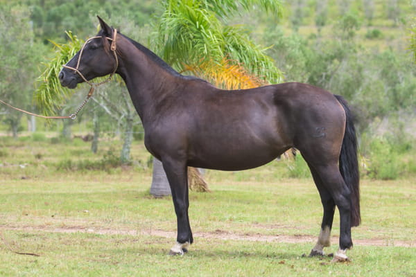 Lote Tiznada del Mavial