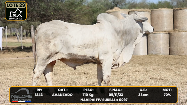 Lote LOTE 29