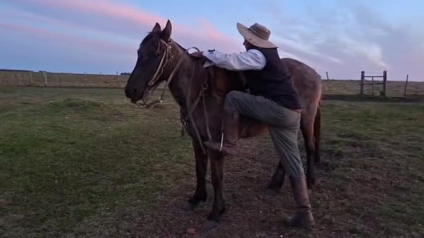 Lote YEGUA