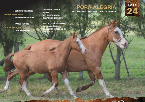 Lote PORÁ ALEGRÍA