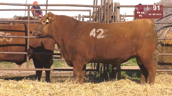 42(*) 3272 — TOROS ANGUS COLORADOS  PC