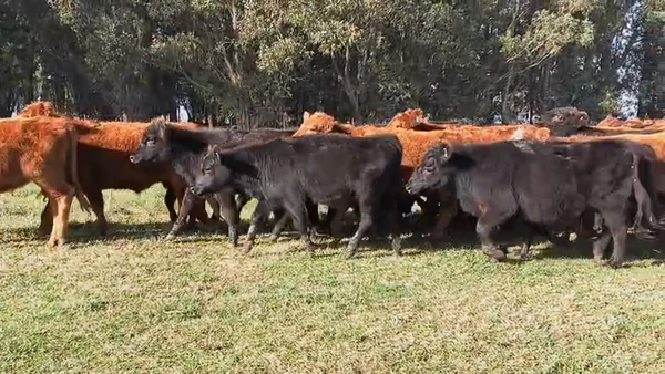 Lote 68 Novillitos y vaquillonas