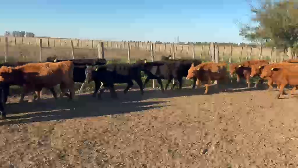 Lote 65 Terneras