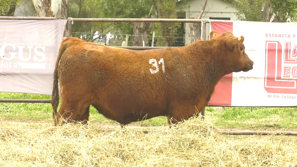 Lote TOROS ANGUS COLORADOS  PC