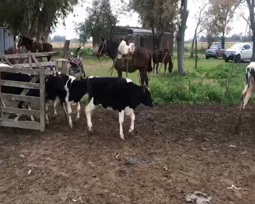 Lote 24 terneros - Mercedes Pcia Bs As
