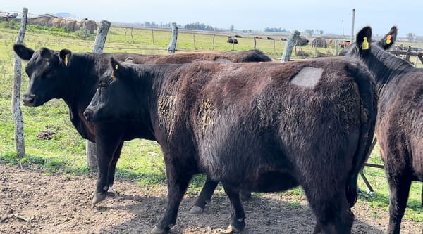 Lote CABAÑA EL DESTINO