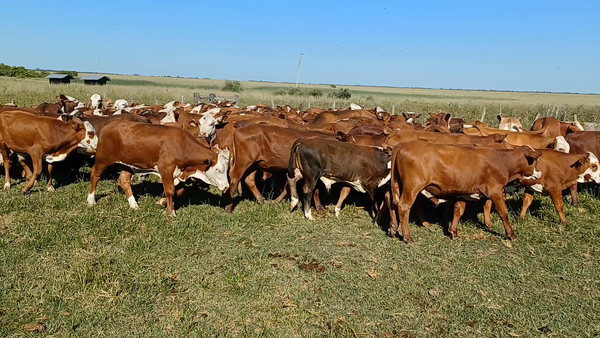 Lote 113 Terneros en Chavarría, Corrientes