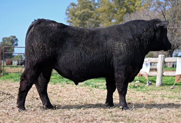 Lote TOROS PUROS CONTROLADOS