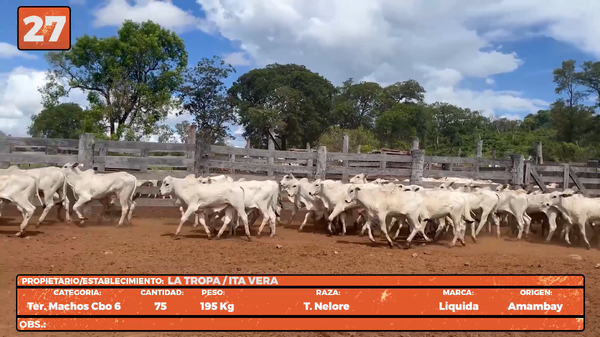 Lote LOTE 27