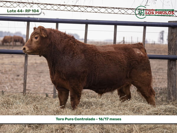 Lote TOROS PUROS CONTROLADOS - 16/17 meses