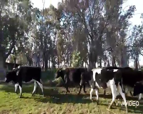 Lote 10 Vaquillonas en Gral. Paz, Buenos Aires