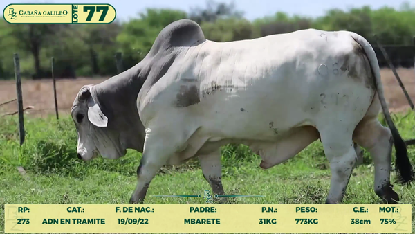 Lote LOTE 77