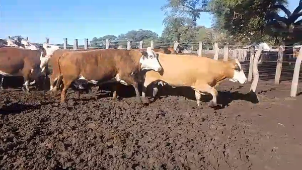 Lote 35 Vacas de invernar