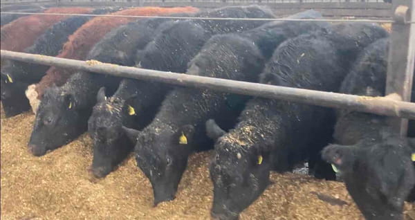 Lote 25 Novillo Gordo en Río Bueno, XIV Región Los Ríos