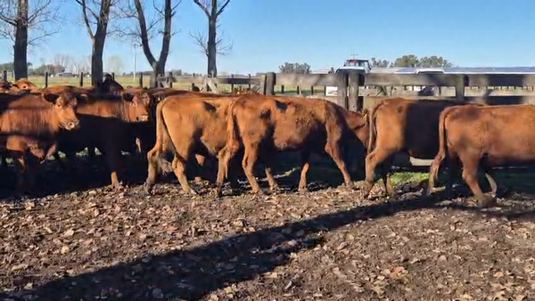 Lote 24 Vacas nuevas C/ gtia de preñez