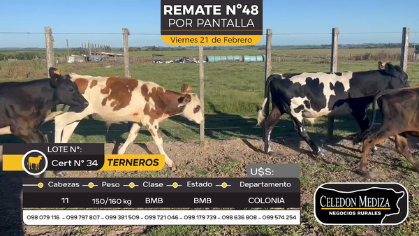 Lote 11 Terneros en Colonia