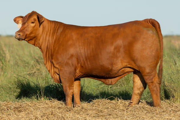 Lote Vaquilla Preñada TE