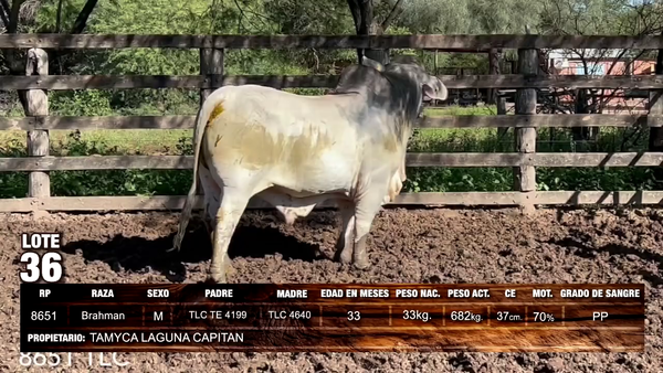 Lote Brahman