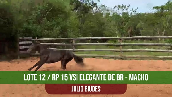 Lote VSI ELEGANTE DE BR
