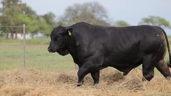 Lote Toros Brangus - Cabaña Los Guasunchos