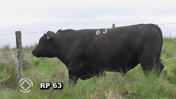 Lote Toro 3 años | S.A.