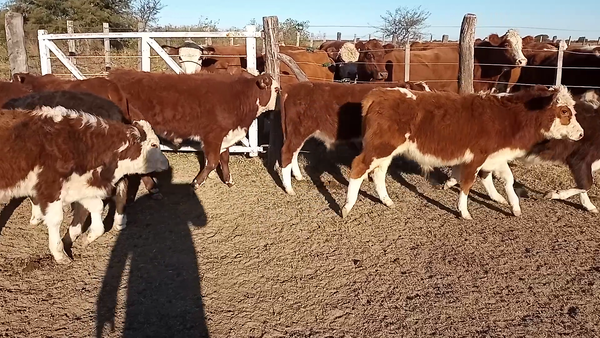 Lote 12 Terneros en Las Palmeras, Santa Fe