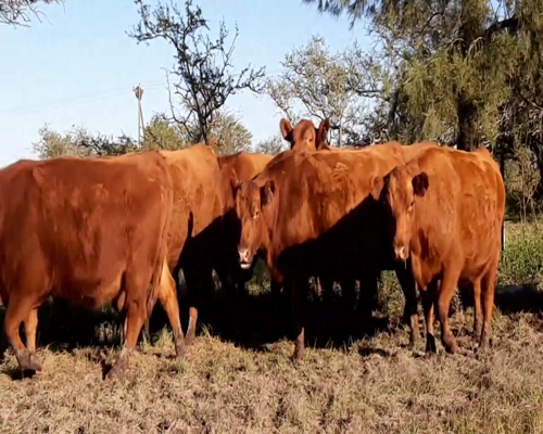 Lote ANGUS  “EL CALÁ” de R. Garat Vaquillonas Puras Controladas Preñadas