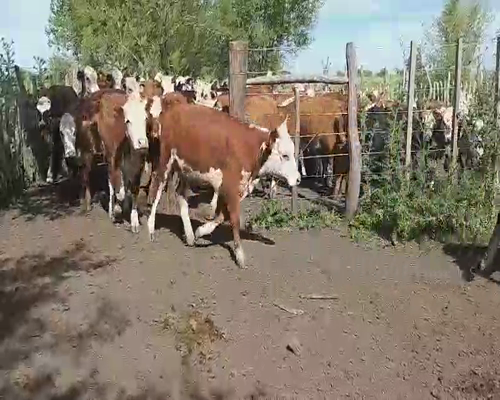 Lote 103 Terneras en Villaguay, Entre Ríos