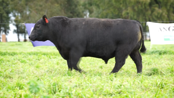 Lote Toros PC Negro