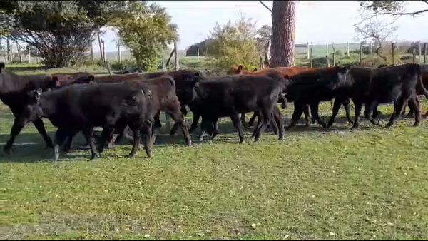 Lote (Vendido)16 Terneras ANGUS 205kg -  en CAÑADA NIETO