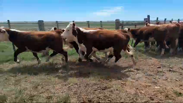 Lote 16 Terneros 16 HE 210kg -  en SARANDI DE YACUY. 30 KM DE B.BRUM, 10 KM DE RUTA 3