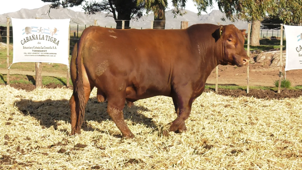 Lote TOROS PUROS CONTROLADOS