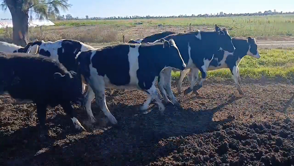 Lote 18 Terneros Holando en Col. Tacurales, Santa Fe